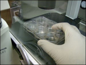 Samples of tissues and stem cells 