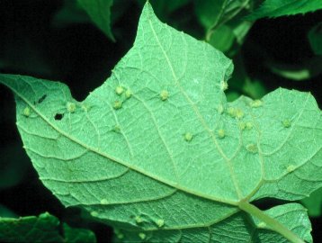 The French wine crisis began with the accidental introduction of the insect Daktulosphaira vitifoliae. This wingless, aphid-like insect forms galls on the roots, stems, or leaves of grapevines, and eventually kills the plants.