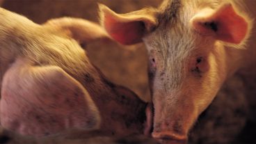 Saving the Bacon: Scientists battle disease that costs hog industry $800 million