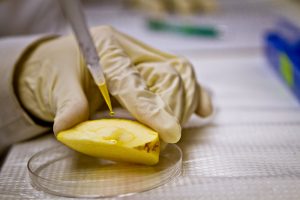 As part of MU Associate Professor Mengshi Lin's study about how toxic nanoparticles may enter our food supply, graduate student Zhong Zhang applies silver nanoparticles to an apple. Mengshi's food science study has found that these particles could pose a potential health risk to humans and the environment. 