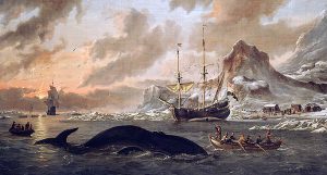 An Abraham Storck (1644 – 1708) painting showing Dutch whalers harpooning a whale off the island of Spitsbergen. The Dutch and British were most active off this island and Greenland, where the MU whale jawbone is thought to have come from. Illustration courtesy Stichting Rijksmuseum het Zuiderzeemuseum, Amsterdam.
