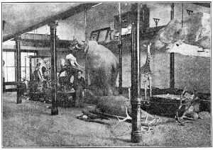 The December 1931 issue of Missouri Alumnus magazine shows a photo taken in 1889 of the natural history museum in MU’s Academic Hall. In the center of the photo is The Emperor, the elephant that caused so much grief for Samuel Laws. In the upper right hand corner of the image, hanging from cables, is the wale mandible purchased by the Board of Curators in 1886. The magazine reported that on the night of the fire, a Prof. Ficklin, head of the Department of Mathematics, got an axe from his woodpile and chopped out the window frame of a large triple window in the west wall of the museum. Through this hole The Emperor was removed. The magazine reported: "A rope was tied to one of the elephant's legs near the attachment to the pedestal on which he was mounted, and he was drawn under the projecting gallery floor of the second story of the museum, where he was protected from the falling fire brands of the building, until the brick was torn down to a level of the floor. The first floor of the museum was several feet above the level of the ground and a platform had to be constructed to afford a means of getting the heavy specimens to the ground. I can't tell now where the material came from for this runway platform, but I have a faint recollection of how Prof. Ficklin's woodpile and his yard and garden fence looked afterward, and I suspect that this was the source of most of the needed material.” Courtesy Mizzou Magazine.