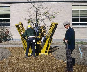 Ron Taven, professor of horticulture in the seventies and eighties, oversees the planting of a tree in what is now the courtyard of the Agriculture Building. Courtesy William Ruppert.