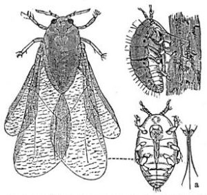 The aphid phylloxera was responsible for the failure of the French colonist's plantations in Florida, and probably the later destroyer of the French wine industry.