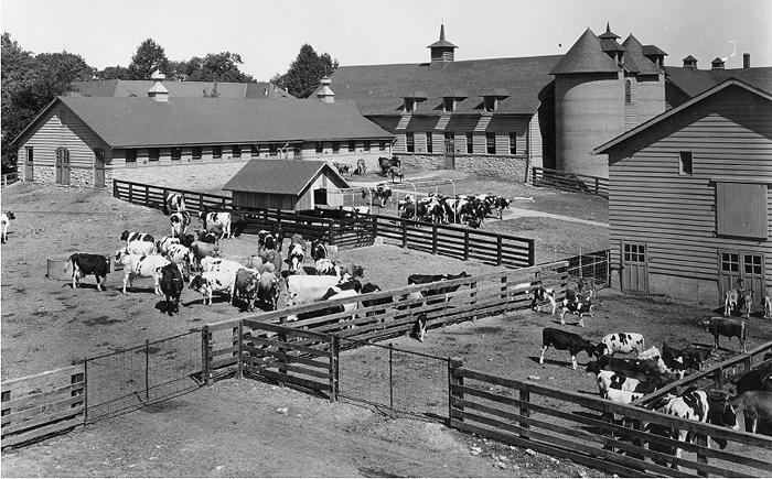 Dairy-Herd 1900