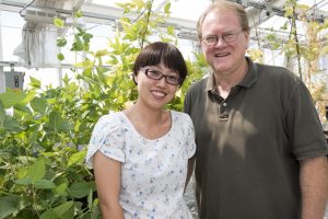 Yan Liang and Gary Stacey research the symbiosis between legumes, like these soybeans, and nitrogen-fixing bacteria at the Bond Life Sciences Center.