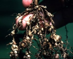RKN-infected roots are stunted and darker in color than healthy roots and have fewer nitrogen-fixing nodules. Attached SCN females may be visible as shiny white or yellow spherical bodies on the roots. Courtesy Fisher Delta Research Center, Missouri Agricultural Experiment Station.