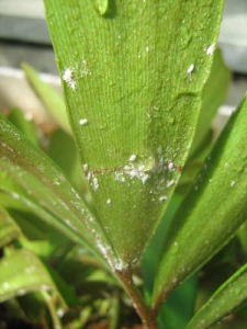 Mealybugs on the underside of a Cycad leaf 