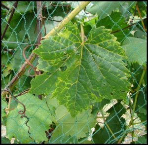 Grape leaf infected with the Grapevine vein clearing virus, a new virus of grapes in Missouri vineyards 