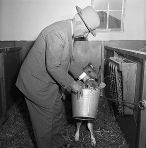 During the ceremonies honoring J.C. Penney for his donation to Mizzou, photographers snapped Penney feeding an MU calf. Courtesy University Archives.