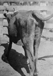 An emaciated cow dying of Texas Fever being studied at the Missouri Agricultural Experiment Station. Courtesy MU College of Veterinary Medicine.