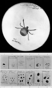 One of Connaway’s microscope slides of a tick (above) taken from a cow sent from Texas by Mark Francis. Connaway’s careful observations (below) of its lifecycle helped to prove this tick was the source of the epidemic. Courtesy MU College of Veterinary Medicine.