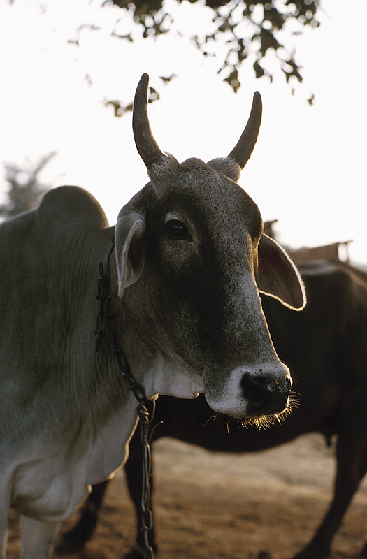 American cattle breeds, such as Texas longhorns, are the result of breeding between Spanish cattle, transported from Europe by explorers in the 16th century, and breeds of Zebu, or brahma cattle from India