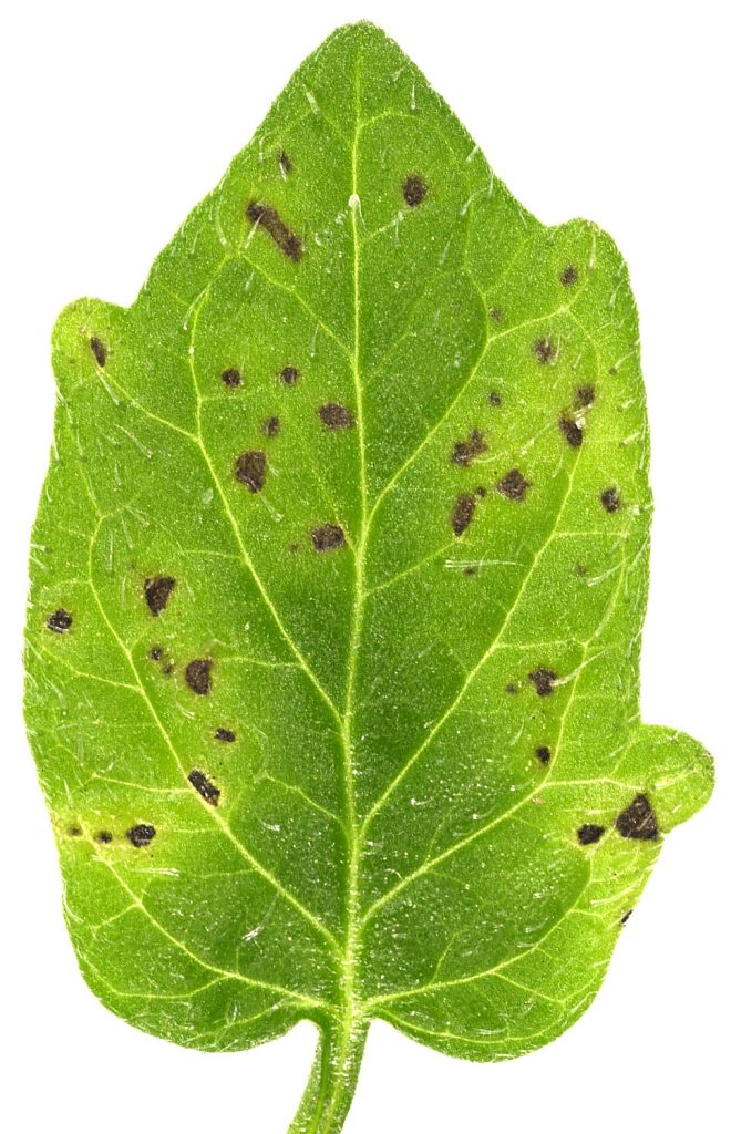 Tomato plant leaf infected with Pseudomonas syringae.