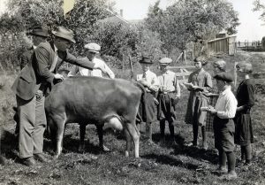 MU animal science faculty give the kids a briefing on how to judge a dairy cow. Courtesy University Archives.