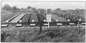 A circa 1915 photo showing the research plots of Frank Dudley and M.E. Miller. Courtesy University Archives.