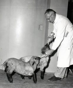 Thomas Luckey feeds two sheep during his research. Photo courtesy of Mary Luckey.