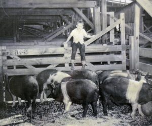 From an early age, John Clay helped out around his family's farm near Lupus. Here he is tending to some hogs. 