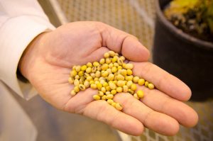 The soybean can used in a variety of ways, from cooking oil to animal feed. The seed has a high oil content and plays a big role in biofuels and biodiesels.