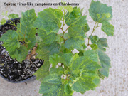 severe virus-like symptoms on Chardonnay vines