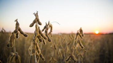 Soybeans at Bradford Research Center at sundown