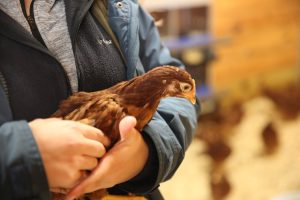 While Wawrzyniak found a passion for sheep, she also enjoyed working with poultry. She was part of the poultry judging team during her senior year at Rock Bridge. That team won the Missouri FFA state competition and competed at nationals.