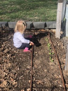 Stefanie's daughter, Lois, digging around freshly planted sugar snap peas. Photo courtesy of Stefanie Gray. 