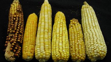 Science Night at Jefferson Farm and Garden will return with another evening of scientific discussion on Thursday, Sept. 19, with a focus on plant genetics – specifically, corn. The event, titled, “Plant Genetics – Where Our Food Comes From and How We Got To Where We Are,” will run from 5:30-7:30 p.m. A tour of the corn genetics demonstration field will go from 5:30-6 p.m., and a roundtable discussion will follow at 6 p.m. Another tour of the corn genetics demonstration field will last from 7-7:30 p.m. The Missouri Maize Center will be part of Science Night at Jefferson Farm and Garden as well, which is free and open to the public. Photo courtesy Sherry Flint-Garcia.