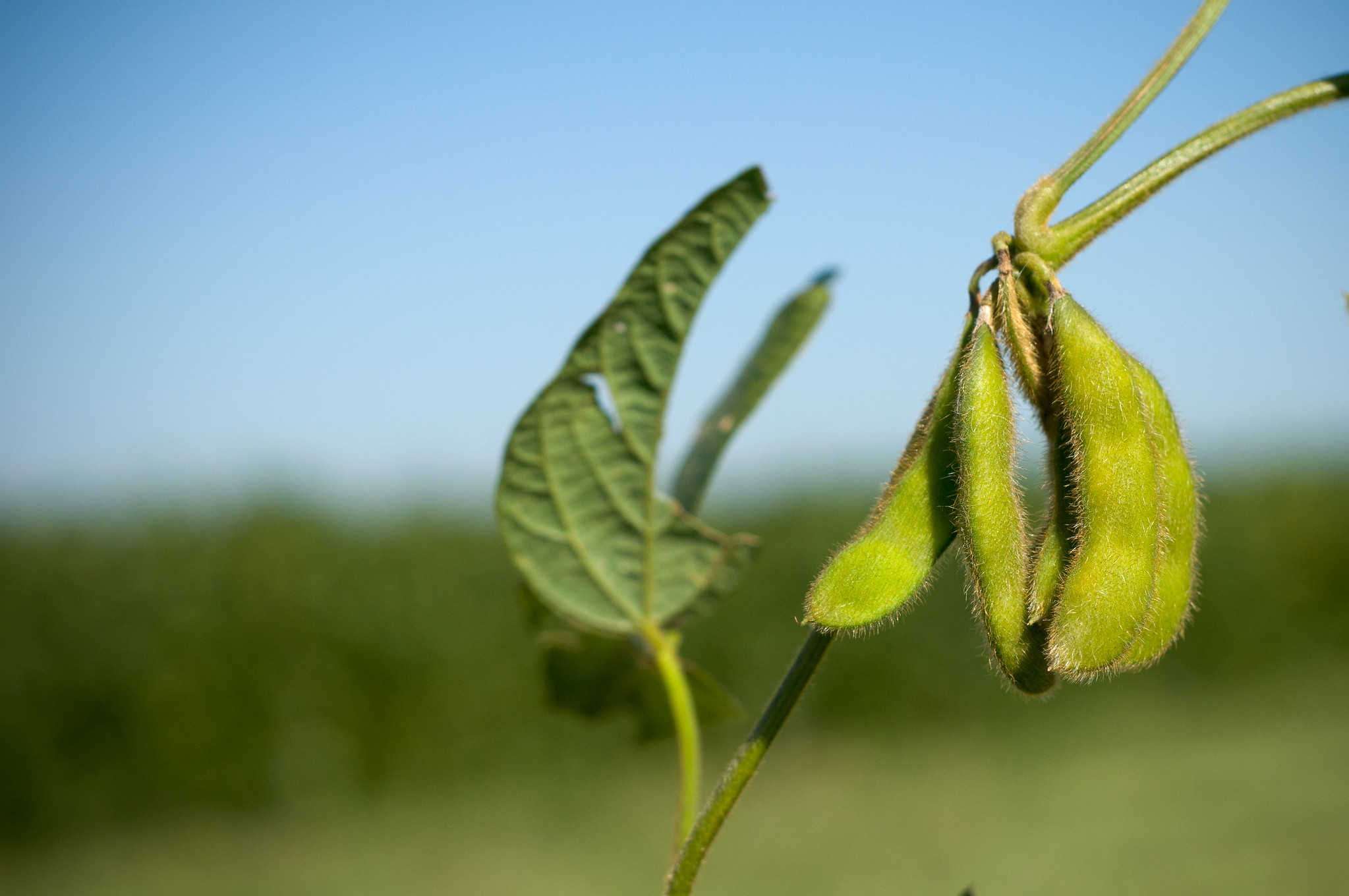 CAFNR Researchers Earn $500,000 Grant to Work on Heat Tolerance in Soybeans (click to read)