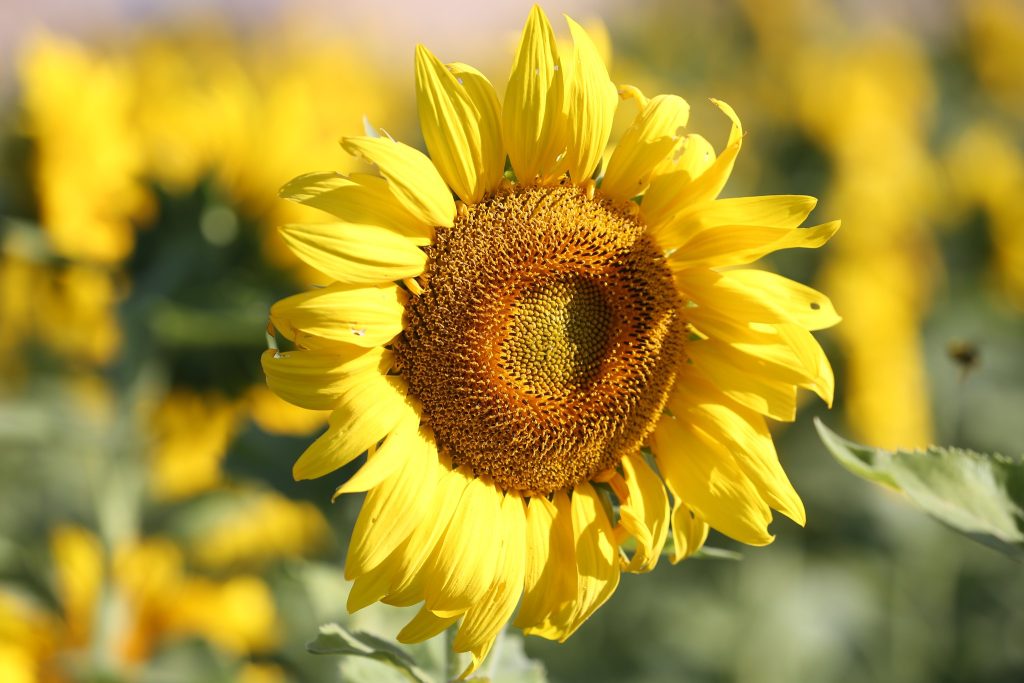 close-up of a bright yellow sunflower in full bloom. other sunflowers are blurred in the background.