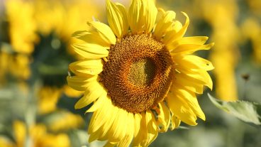 The sunflowers at South Farm are in bloom! South Farm welcomed the (socially distanced) public to the farm for selfies, starting Aug. 7. The bloom period lasts about 7-10 days.