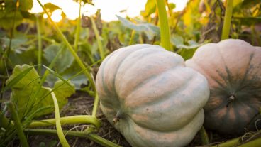 Jefferson Farm and Garden will host a drive-through pumpkin pick-up from 3-6 p.m. on Thursday, Oct. 22, at the Research Center in Columbia. Individuals can donate to the Mammography Fund, as well as pick up a pumpkin and decoration package to take home. Alisha Moreland will host a virtual event through Facebook for everyone to decorate together if they are interested.