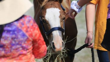 Animal Science 2140: Companion Animals, is a course dedicated to teaching students about companion animals such as cats, dogs and horses. The course is one of numerous service learning opportunities across the University of Missouri campus that students can participate in.