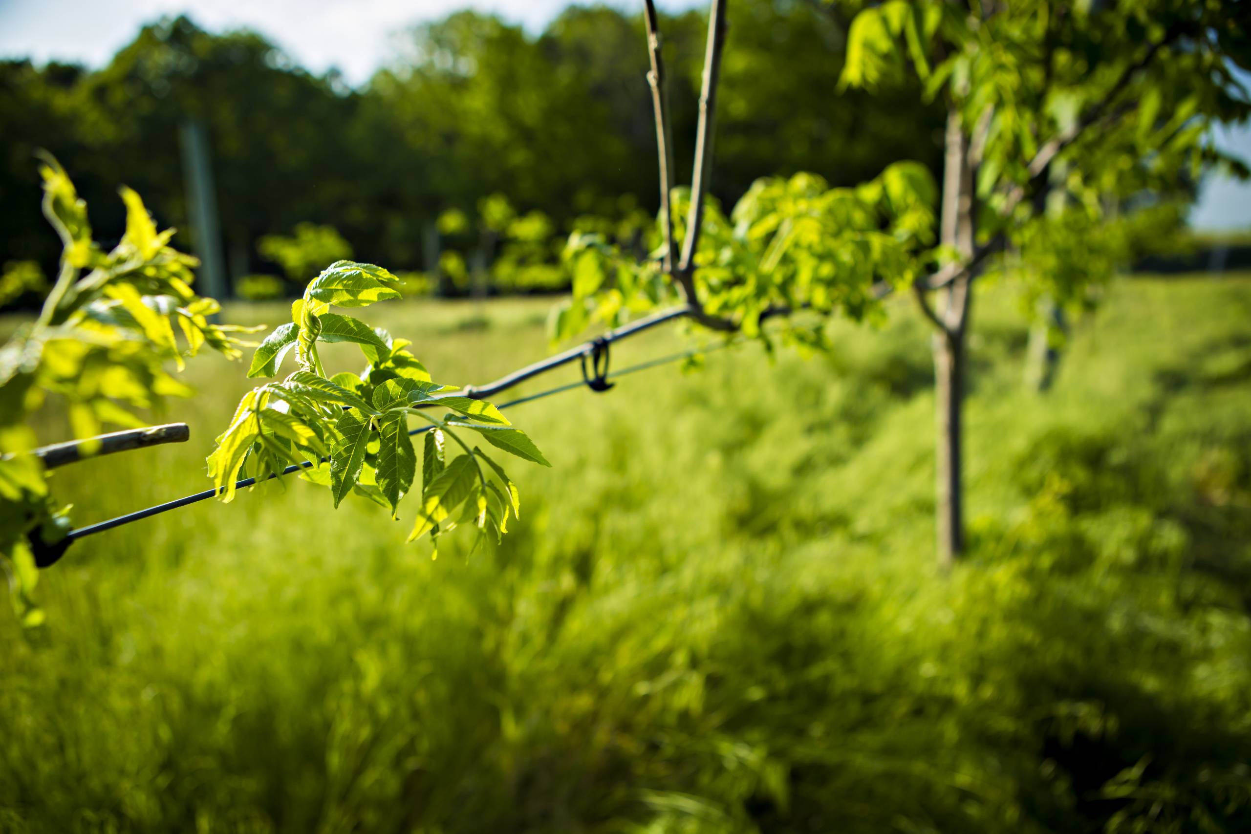 Free, virtual Agroforestry Symposium scheduled for Jan. 28-30 (click to read)