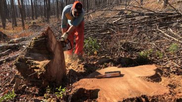 Michael Stambaugh cuts a sample from a white pine in northern Pennsylvania.