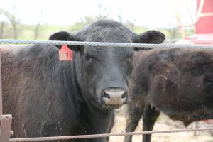 Moving forward, Bailey said he is hoping to continue to feed cattle at the Thompson Research Center. Although they only fed steers this time, he is hoping to do the same with the site’s heifers.