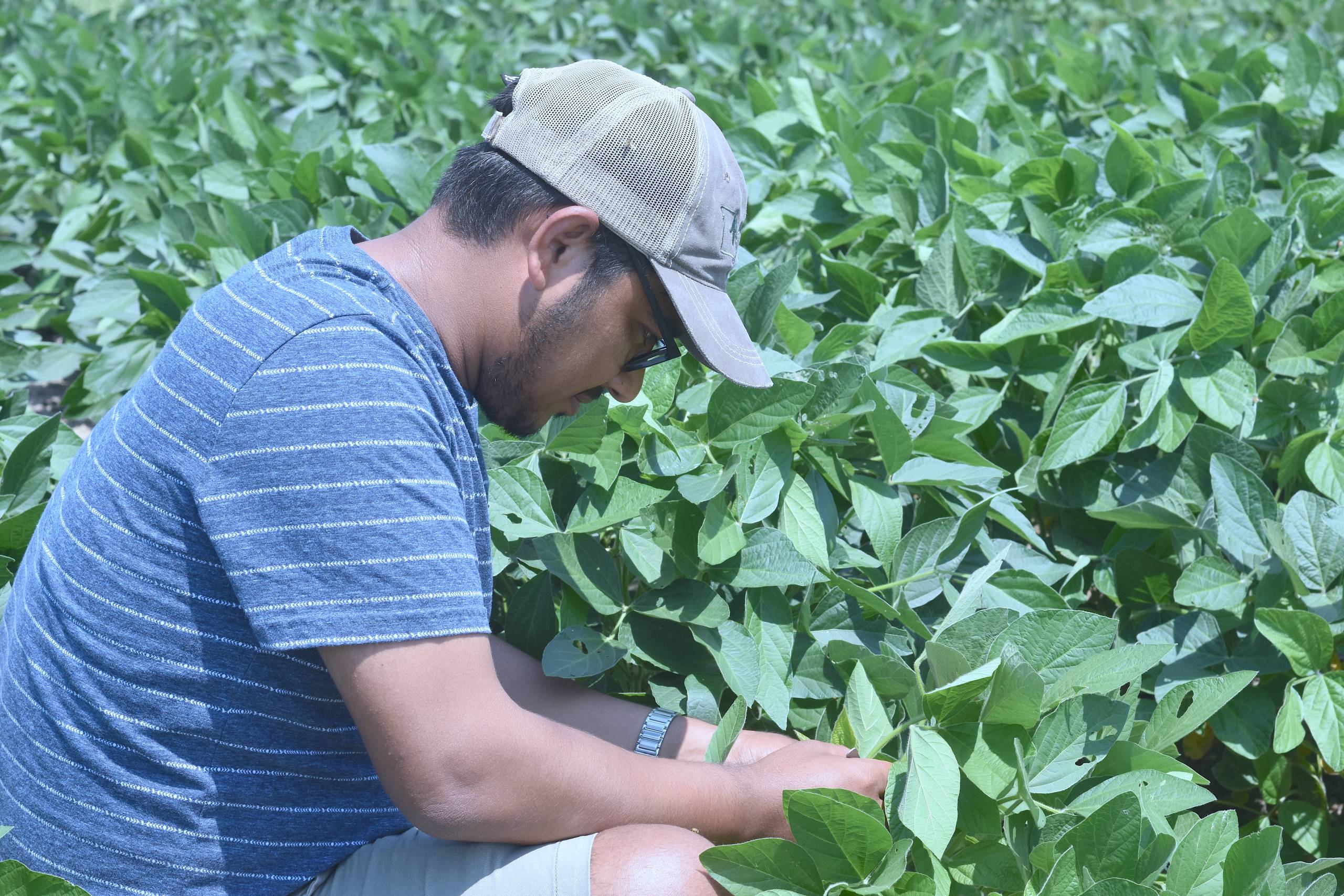 A man looking at soybeans.