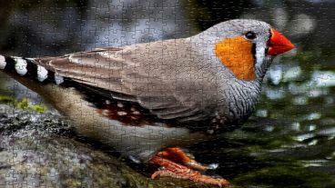 The zebra finch is capable of vocal learning, a rare talent in the animal kingdom and the foundation of human speech.