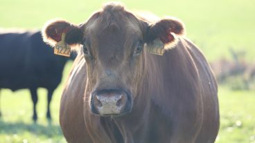 In a new study published in PLOS Genetics, Decker and his team have uncovered evidence showing that cattle are losing important environmental adaptations, losses the researchers attribute to a lack of genetic information available to farmers.