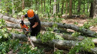 Using a chainsaw to cut up a fallen tree