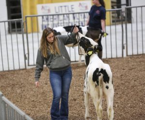 Quincy Wiegand, a freshman majoring in agribusiness management, has shown livestock since she was young. The Little American Royal offered her a chance to get back in the ring and teach others about showing.