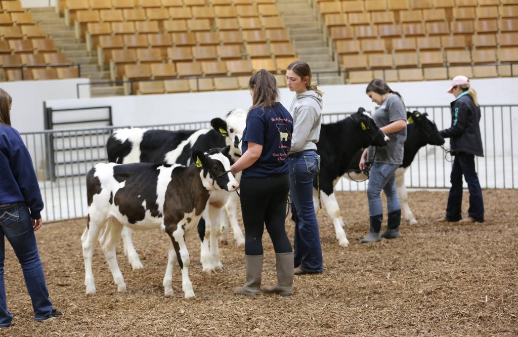 four female students lining up dairy calves in a show ring