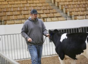 Jaron VanHouden grew up on a farm and had experience with beef cattle. However, VanHouden, a freshman studying animal sciences, had never shown before.