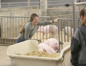 Elly Thomas-Stahle, a freshman majoring in animal sciences, had always wanted to show livestock but never had the opportunity. The Little American Royal gave her that chance.