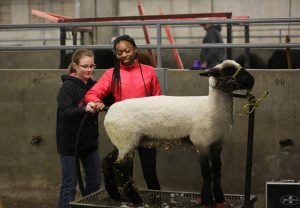 Alex Walker (right), a freshman studying animal sciences, choose to work with sheep during the Little American Royal.