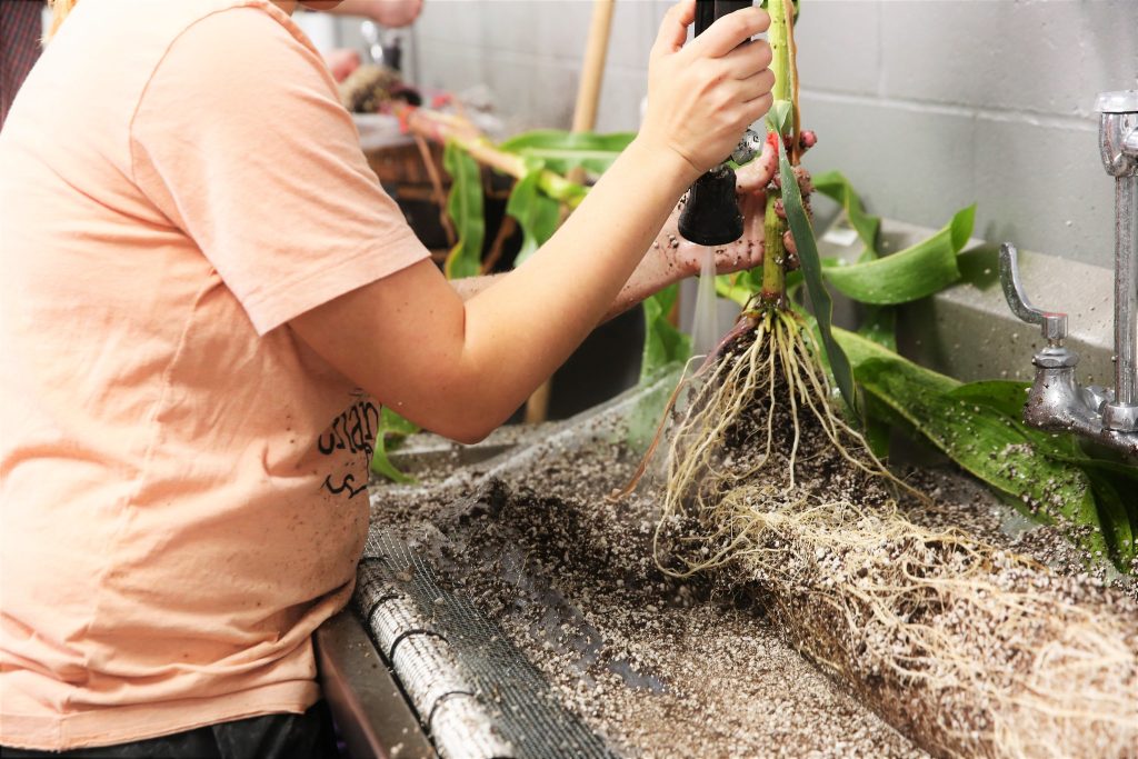 long corn roots being pulled out of soil and rinsed in a lab