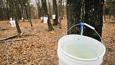 Maple trees tapped at the Baskett Research Center