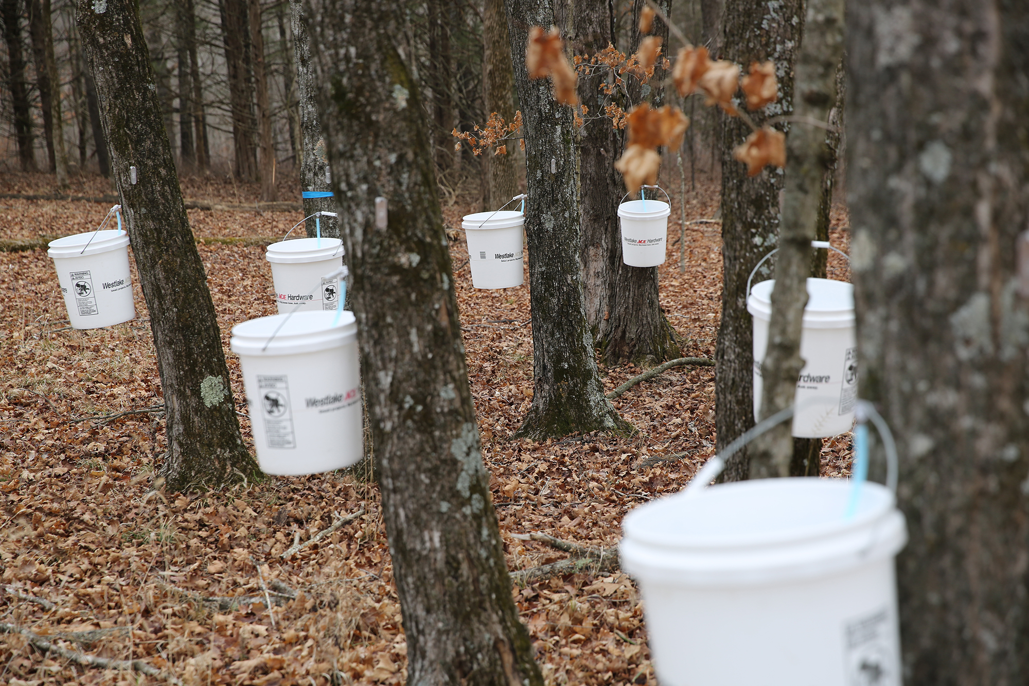 From Sap to Syrup (click to read)