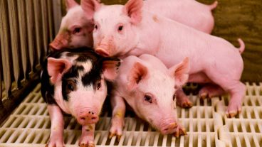 6 week-old swine and hogs at MU South Farm's Swine Teaching Center.