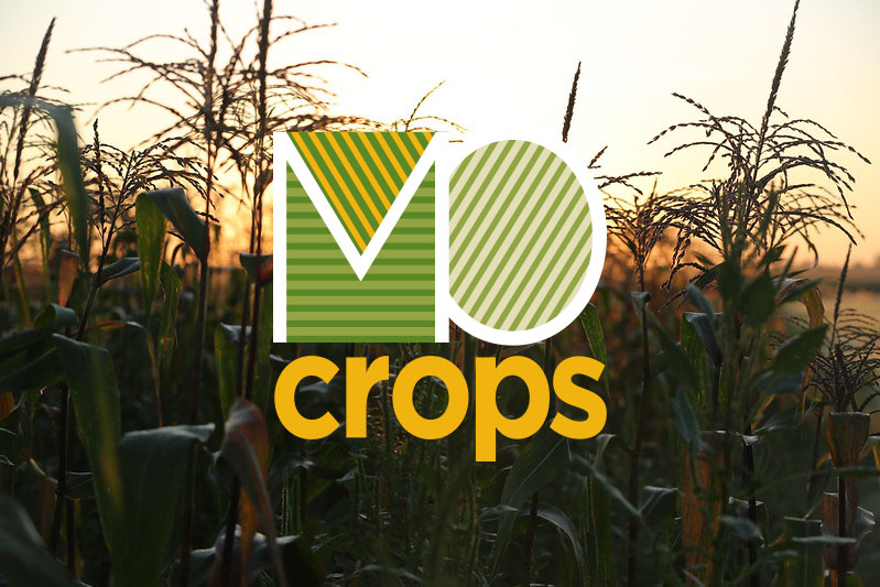 Researchers, extension specialists debut crops podcast (click to read)